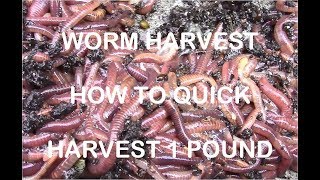 How to Quickly Harvest 1 Pound of Redworms [upl. by Jehiel]