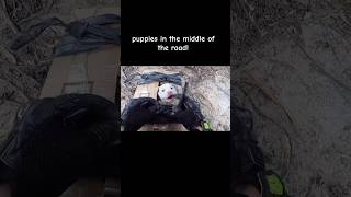 Cute dog in the middle of the road doglover cutedog shorts dogs dogvideos doglife dog [upl. by Rimidalv]