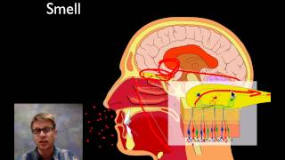 The Sensory System [upl. by Hola268]