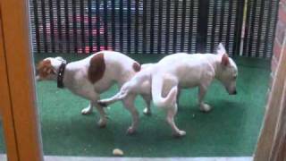 saillie jack russel maya et sawyer 2 [upl. by Jaclin]