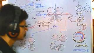 Developmental biology part 2  clevage of zygote polarity and differentiation [upl. by Burn]