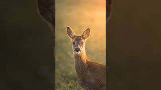 Aberdeenshire deer photography wwwmountsidemediacom [upl. by Effy]