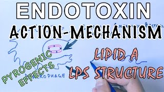 Mechanism of Endotoxins  Pyrogen Activation amp LPS Structure [upl. by Kile]