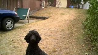 Flying Jumping Standard Poodle [upl. by Ahsehyt]