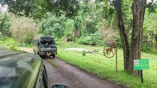 Topslip 4k  Safari and Room Details  Elephant Sightings topslip valparai [upl. by Asenab8]