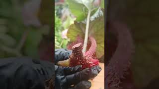 Begonia Stem Cuttings Propagation in soil planti plantpropagation [upl. by Lonnard801]