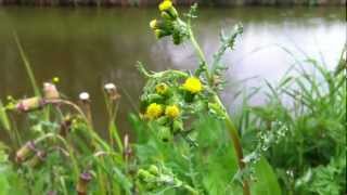 Common Groundsel Senecio vulgaris  20120429 [upl. by Graces]