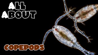 All About The Copepods [upl. by Ancell]