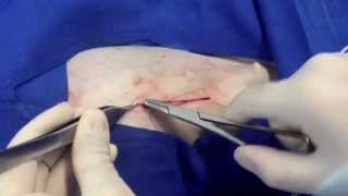 Ovariohisterectomía en hembras caninas  Ovariohysterectomy in dogs [upl. by Aihsel]