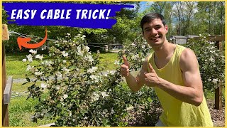 Blackberry Trellis Design and Spacing  EASY Growing [upl. by Herrod998]