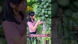 Collecting Papaya Milk Can be used In Cosmetics Medicine And More satisfying shot [upl. by Ynhoj]