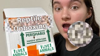 Reptile Unboxing [upl. by Kahlil]