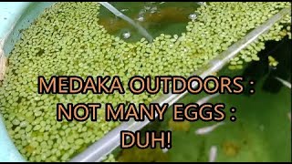 medaka rice fish outdoors  not many eggs  duh [upl. by Nena]