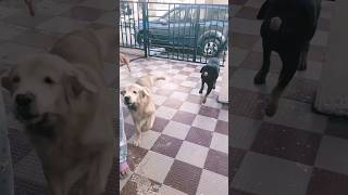 How to Interact with Dogs Home Welcoming  Pets at Home [upl. by Tobey]