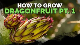 How to Grow Dragon Fruit Part 1  Soil Sun Water Containers and Fertilizing [upl. by Elades715]