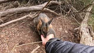 Cleland Wildlife Park  Adelaide Australia [upl. by Laddy]