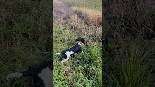 Riggs 1st pheasant hunt [upl. by Reagen]