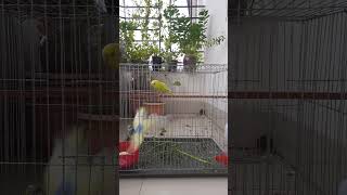 Budgie sounds  Cute Budgie parakeet singing in his swing birds [upl. by Alleyn69]