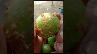 Citrus canker disease caused by Xanthomonas citri citrusdiseases citrus citruscanker [upl. by Eninahs230]