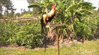 Crow  June 2 2013  Golden Phoenix Rooster [upl. by Lala]