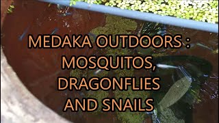 medaka rice fish outdoors  mosquitos dragonflies and snails [upl. by Hymie]