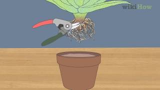 How to Revive a Dying Aloe Vera Plant [upl. by Arrait]