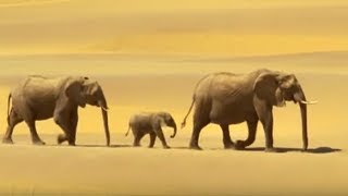 Elephants in the Namib Desert  Wild Africa  BBC Earth [upl. by Salohci]