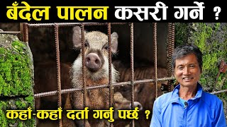 जंगली बँदेल पालन कसरी गर्ने  के छ कानुनी प्रक्रिया   Wild boar husbandry in Nepal [upl. by Oulman]