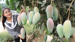 Pick Thai mango to make mango salad with dried shrimp  Mango salad recipe  Cooking with Sreypov [upl. by Aindrea]