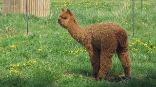 An Alpaca Pooping [upl. by Harragan]