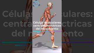 Células musculares centrales eléctricas del movimiento [upl. by Leeanne]