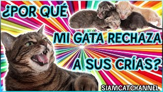 ¿Por Qué Las Gatas Rechazan a Sus Crías 5 Razones y Qué Hacer  SiamCatChannel [upl. by Ibloc]