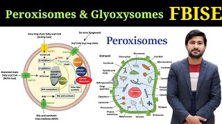 Peroxisomes and Glyoxysomes structure and functions Fbise class 11 chapter 1 biology [upl. by Camarata]