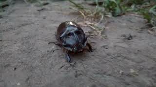 Beetle Oryctes nasicornis [upl. by Barraza]