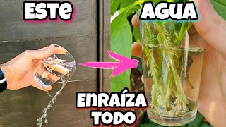 Este AGUA lo ENRAIZA TODO Enraizante para plantas árboles cítricos Ramas Frutales Esquejes [upl. by Stephen578]