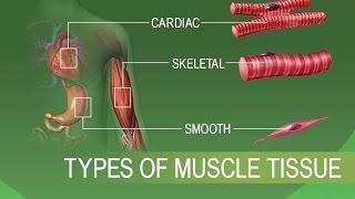 Anatomy and Physiology of Tissues [upl. by Narbig]