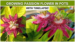 Growing Passion Flower Passiflora in Pots With Timelapse [upl. by Nyrrek]