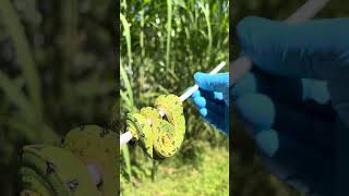 Bruce Carpenter Green Tree Python Researcher Reads The Tea Leaves on Designer Yearlings [upl. by Ahel]