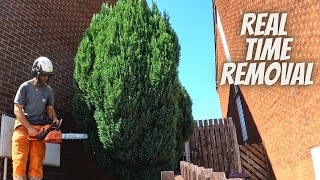 Small conifer removal in real time lewisgardenservicesltd [upl. by Ahtenek]