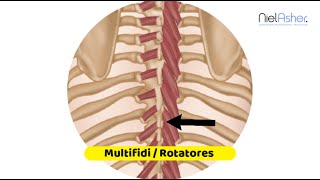 Multifidi and Rotatores  Trigger Point Anatomy [upl. by Ylro]