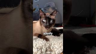 My Siamese Cat’s Way of Greeting Me 🥲 [upl. by Cher210]