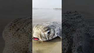 Chintu Buntu  Fishing funny  Rescue mission on Buntu Pufferfish [upl. by Llenahs]