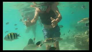 Snorkeling at Albatros Palace Hurghada oct 2024 [upl. by Tyrone]