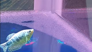 foam on aquarium water  reasons and ways to eliminate bubbles in your fish tank [upl. by Ecirtnuahs]