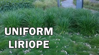 JUST RIGHT® is a more uniform evergreen Liriope [upl. by Chickie]