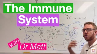 The Immune System Overview [upl. by Rayna844]