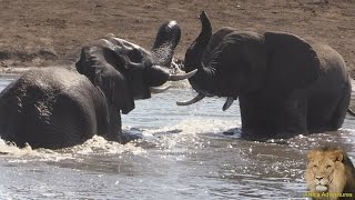 Spectacular Footage Of Elephants Fighting [upl. by Haelahk]