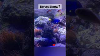 Exciting Facts About Clownfish  Clownfish Aquarium shorts aquarium clownfish tiktok facts [upl. by Erickson]