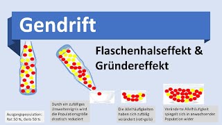 Gendrift Flaschenhalseffekt Gründereffekt Evolutionsmechanismen Biologie Evolution Oberstufe [upl. by Zielsdorf86]