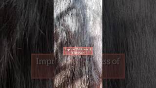 Ultimate guide to thicken your hair by applying natural ingredients shortsvideo [upl. by Maurey]